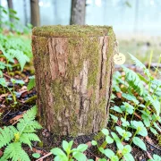 Baum Optik Urne - Weide mr04