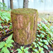 Baum Optik Urne - Weide mr04